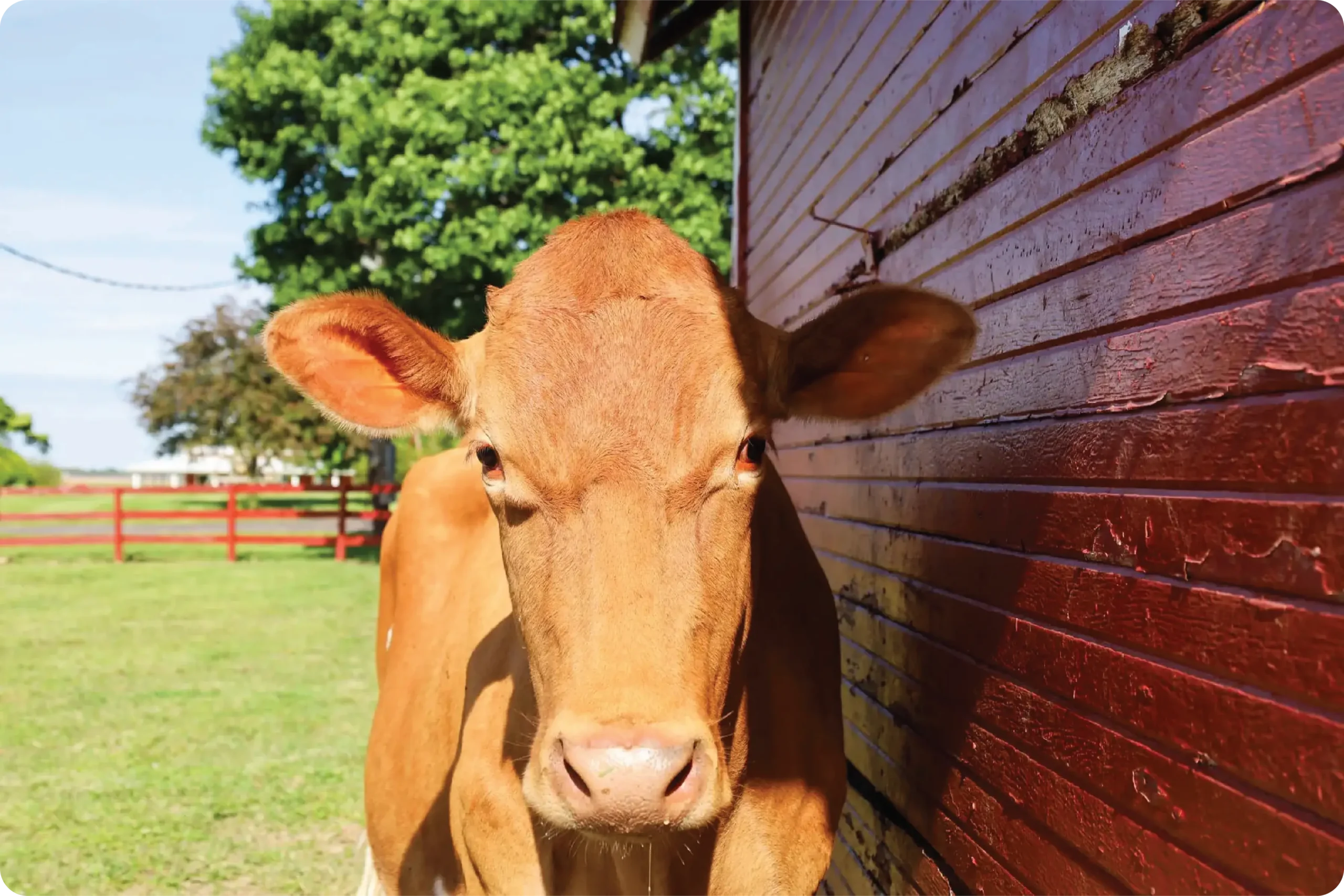 ayars-family-farm-cows-11