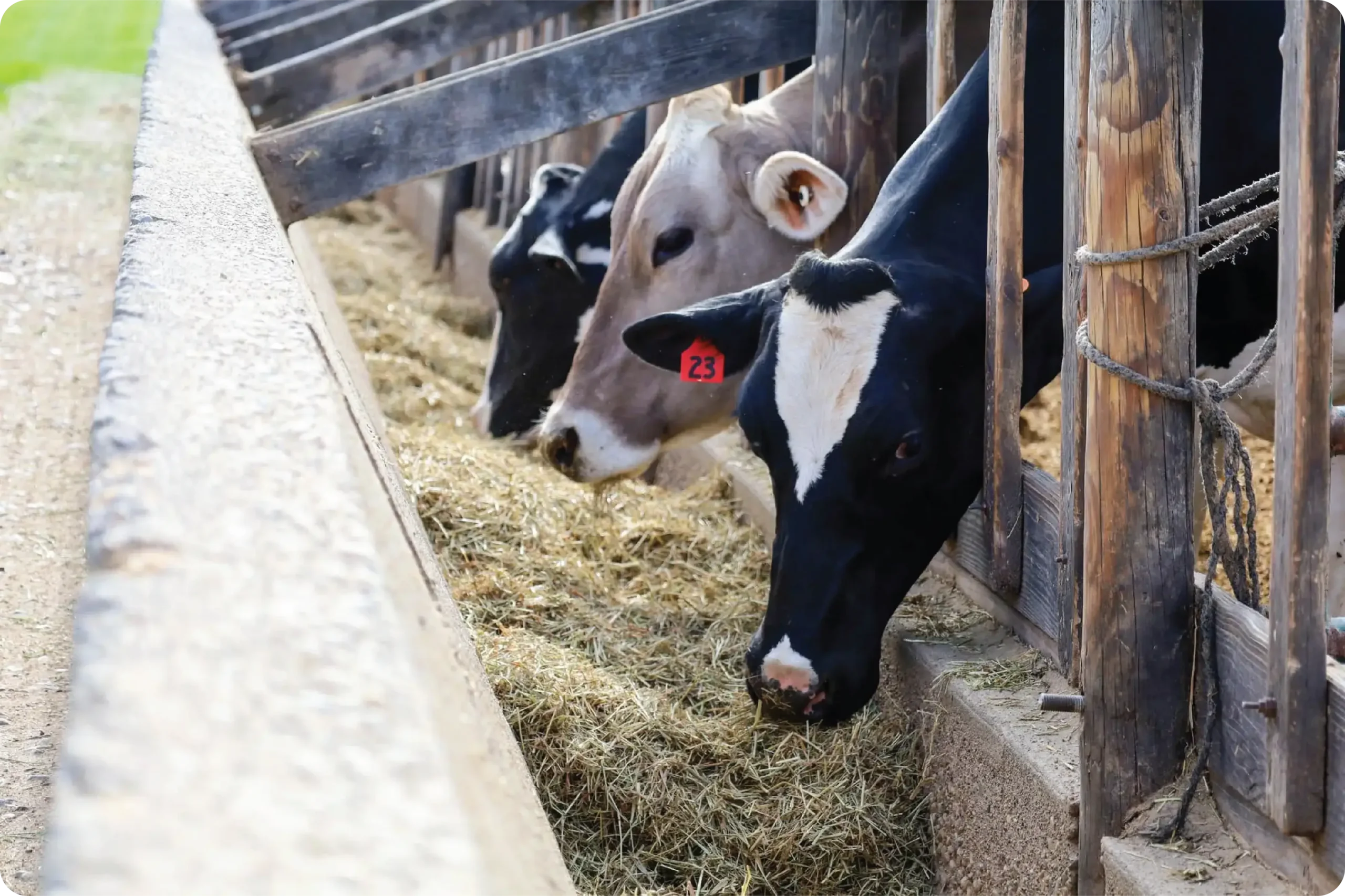 ayars-family-farm-cows-13