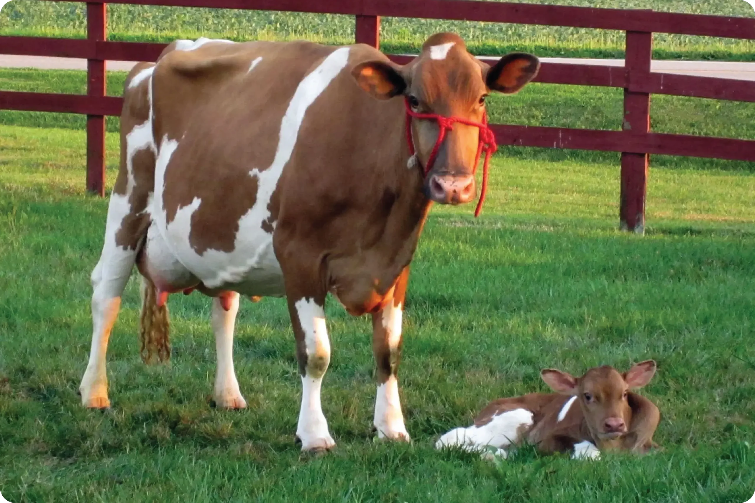 ayars-family-farm-history-7