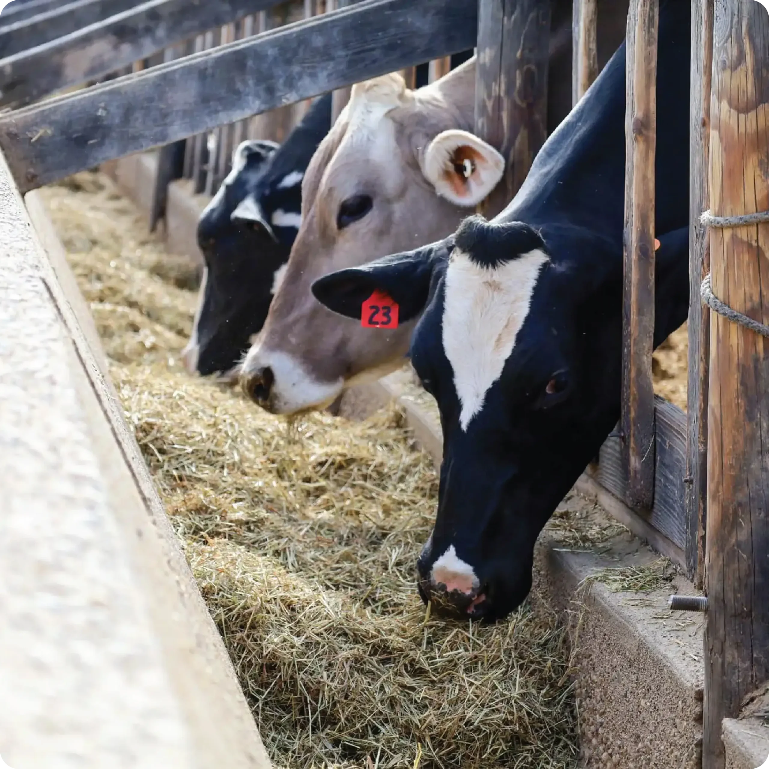 ayars-farm-tours-9